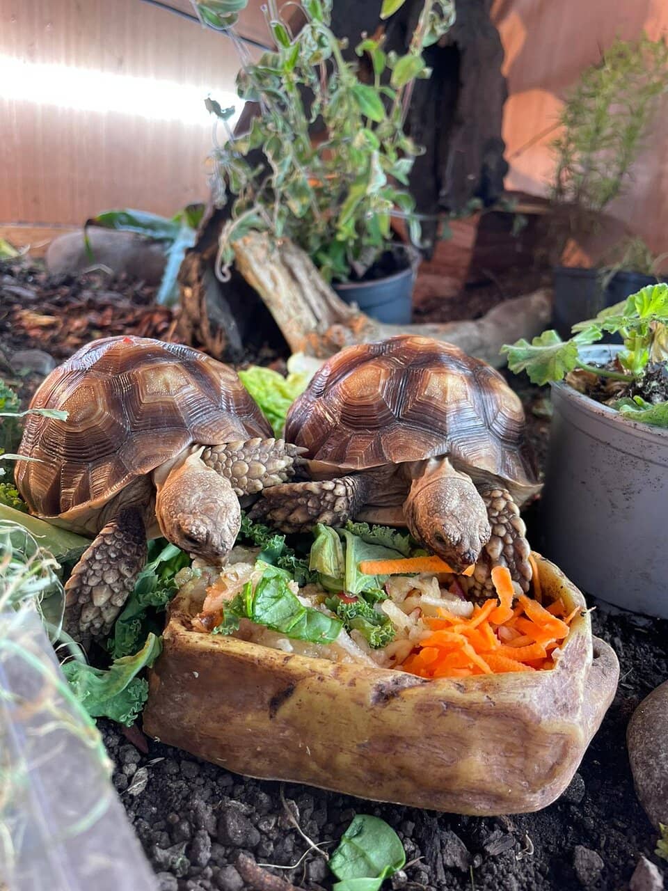 Adventure Playground