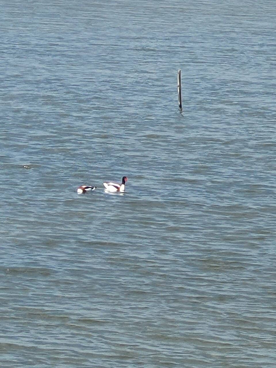 Avocet Nesting Grounds
