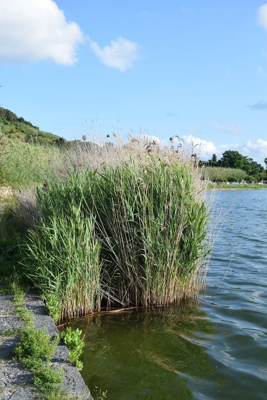 Echoes of Ancient Rome