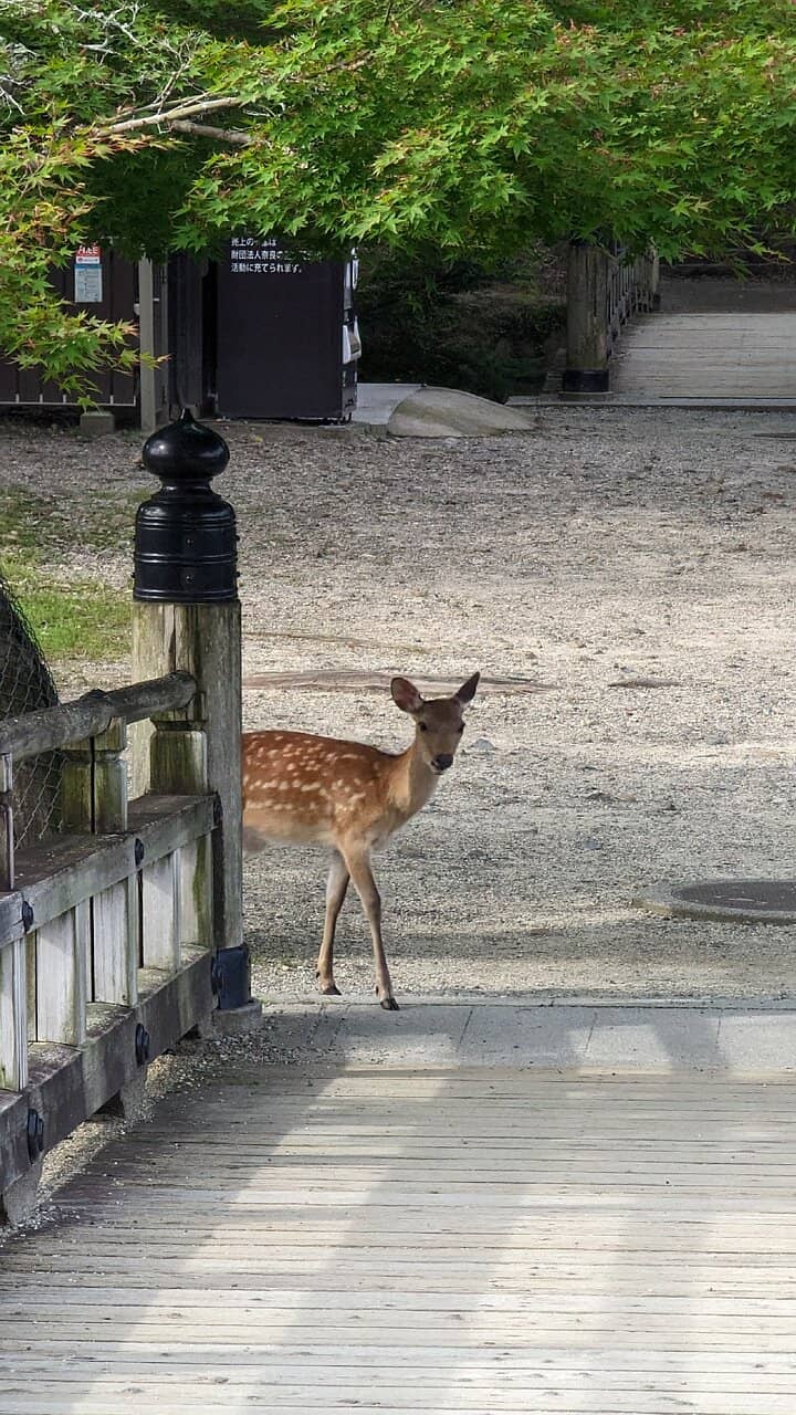 Deer Encounters