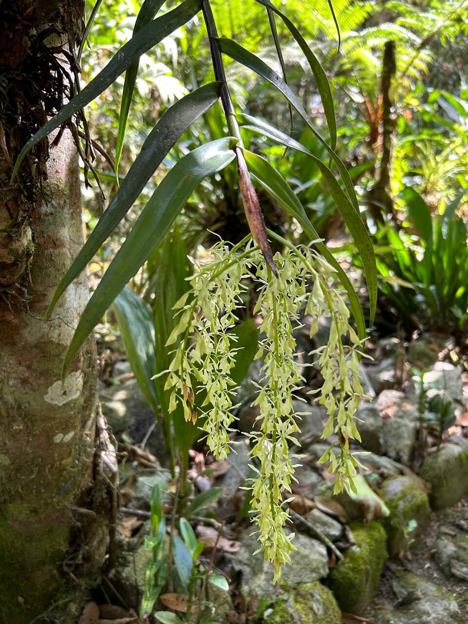 Cloud Forest Ambiance