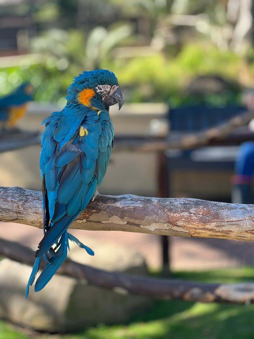 Montecasino Bird Gardens Johannesburg