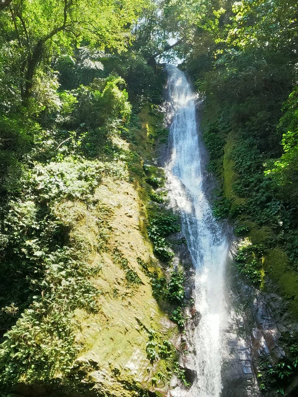 Tropical Forest Trail
