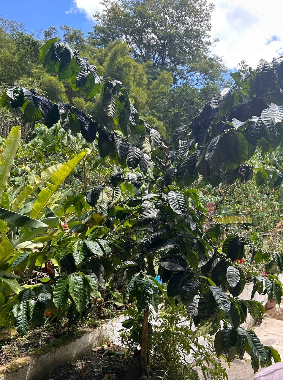 Tour of working 150 year old farm, with original well kept equipment, very cool little trip to lean about coffee growing and roasting. You get to taste some of the coffee. There is also a craft (artisan) brewery and we enjoyed some beers after the tour