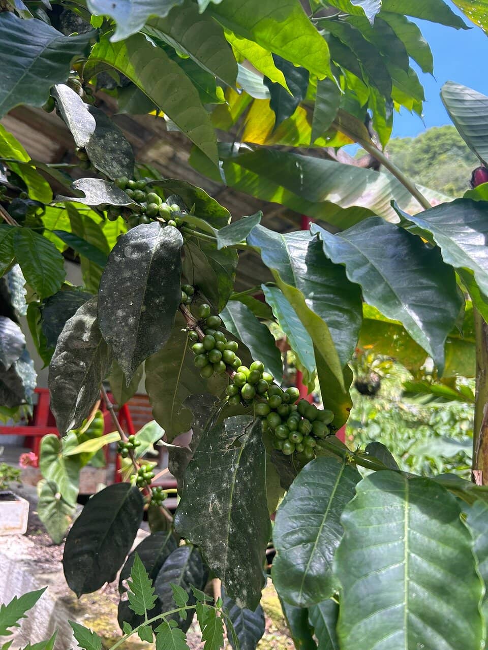 Historic Coffee Processing