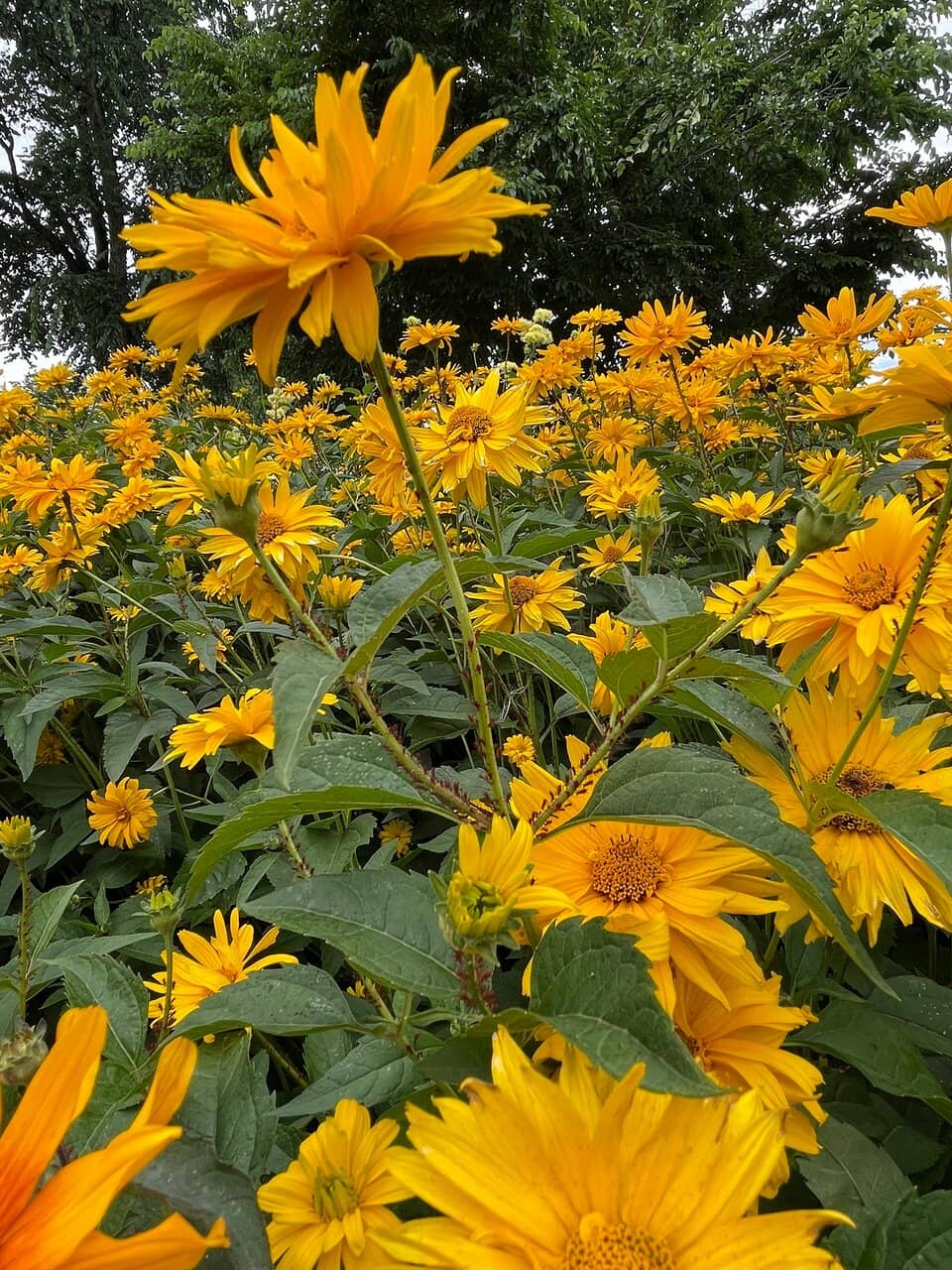 Vibrant Annual Displays