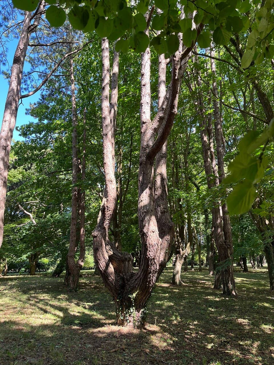 English Garden Charm