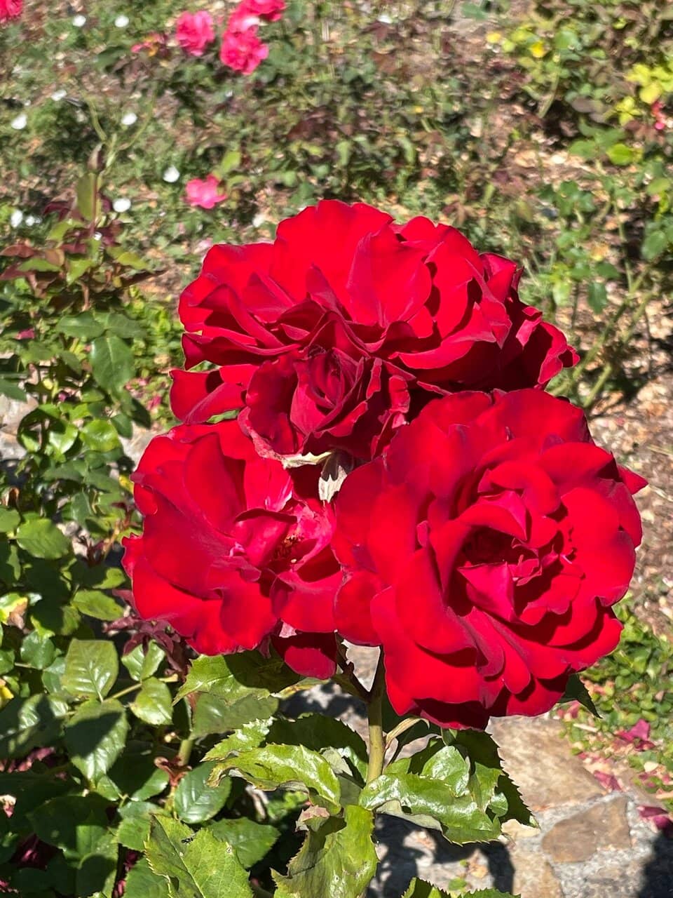 Thousands of Blooming Roses