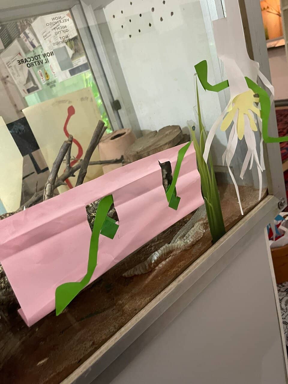 Spider and Insect Displays