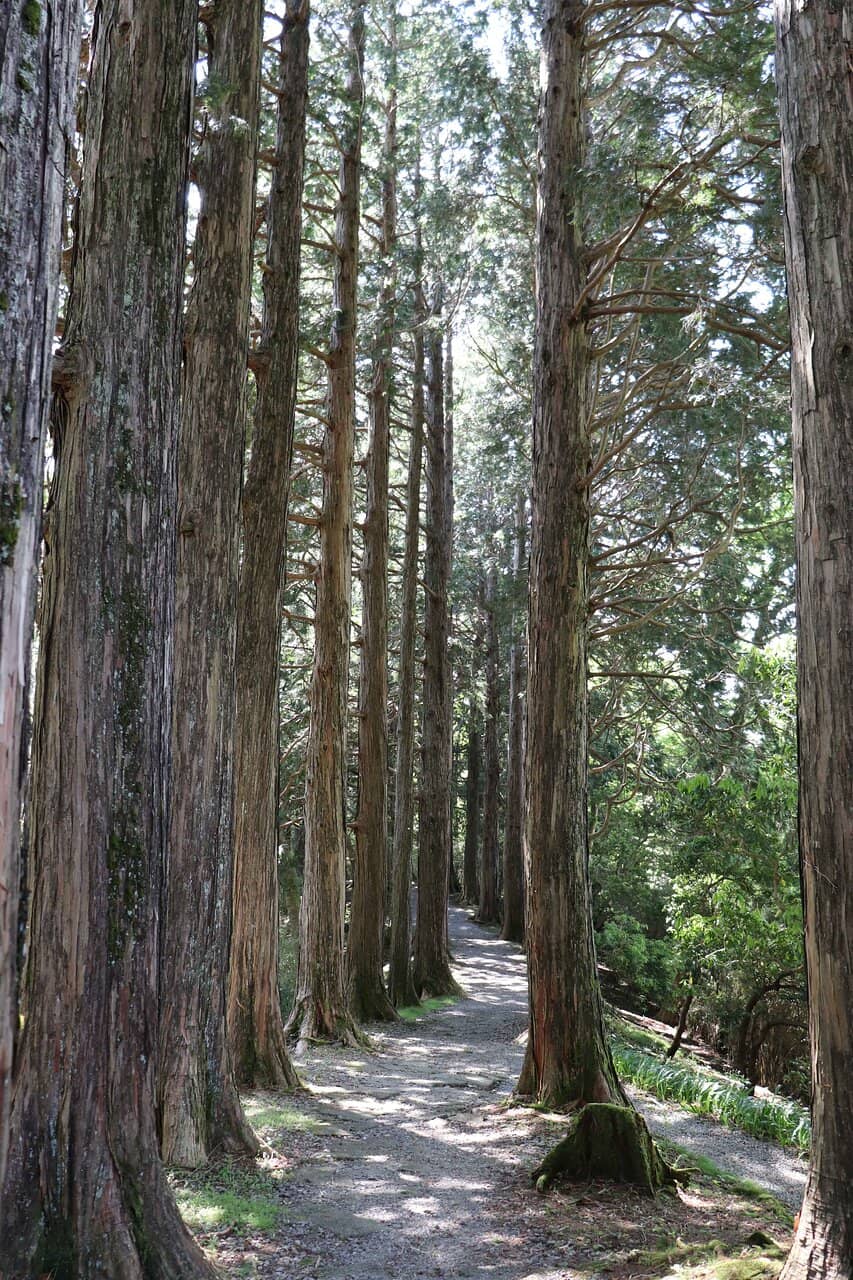 Ancient Cedar Avenue