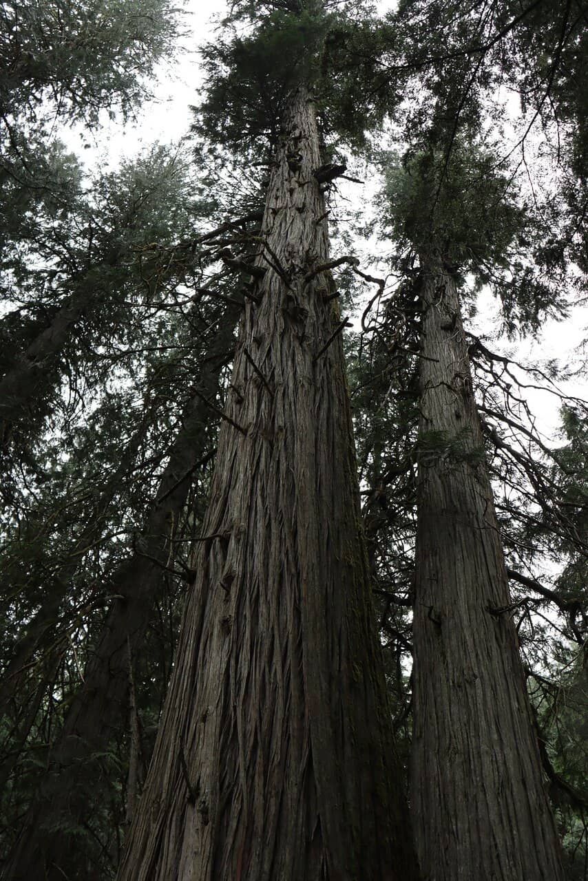 Tranquil Forest Atmosphere