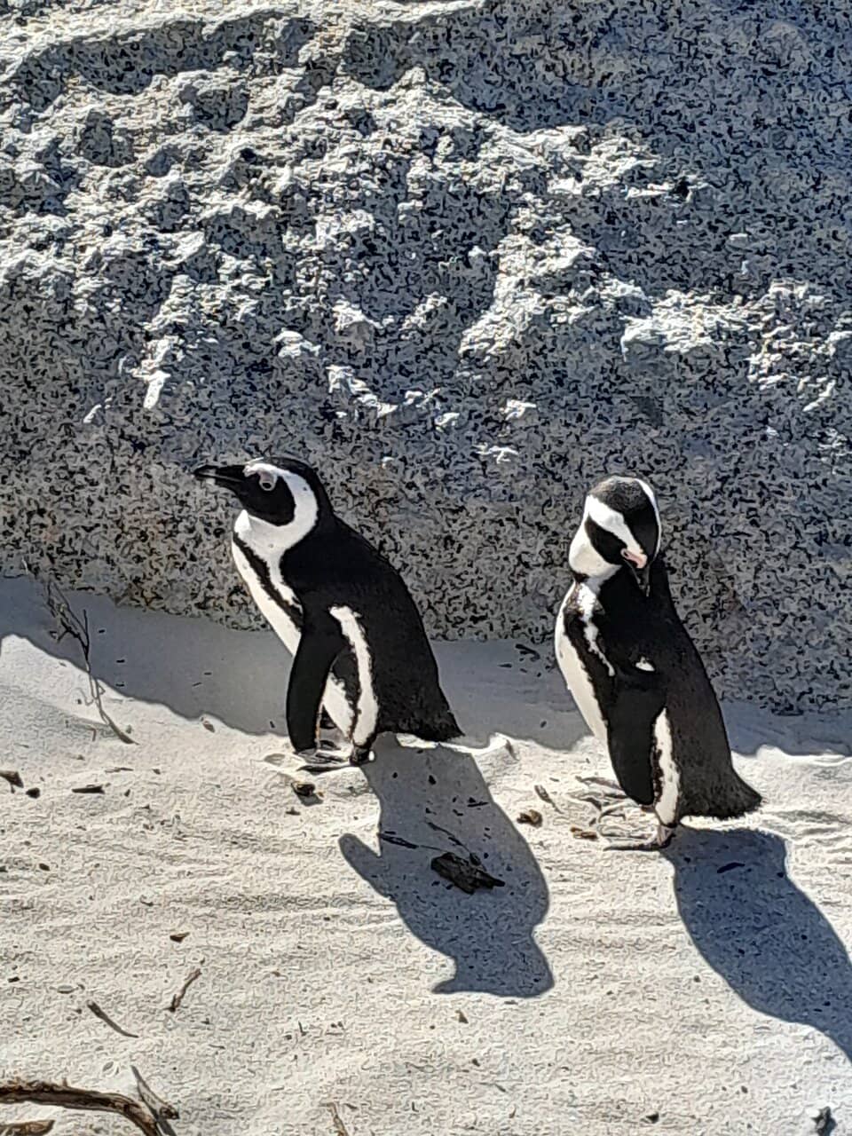 African Penguin Colony