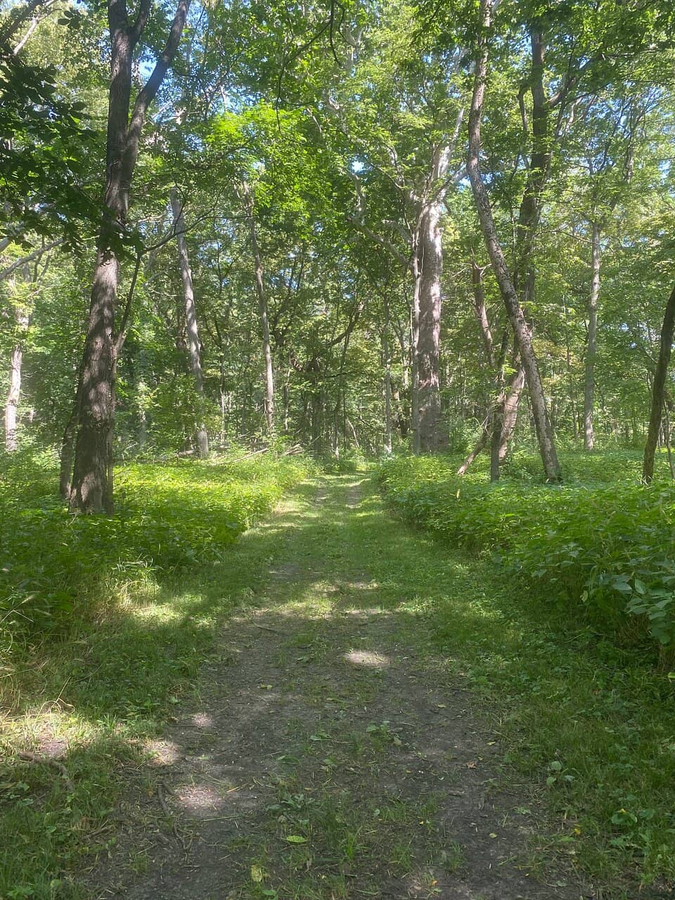 Black Walnut Tree Trails