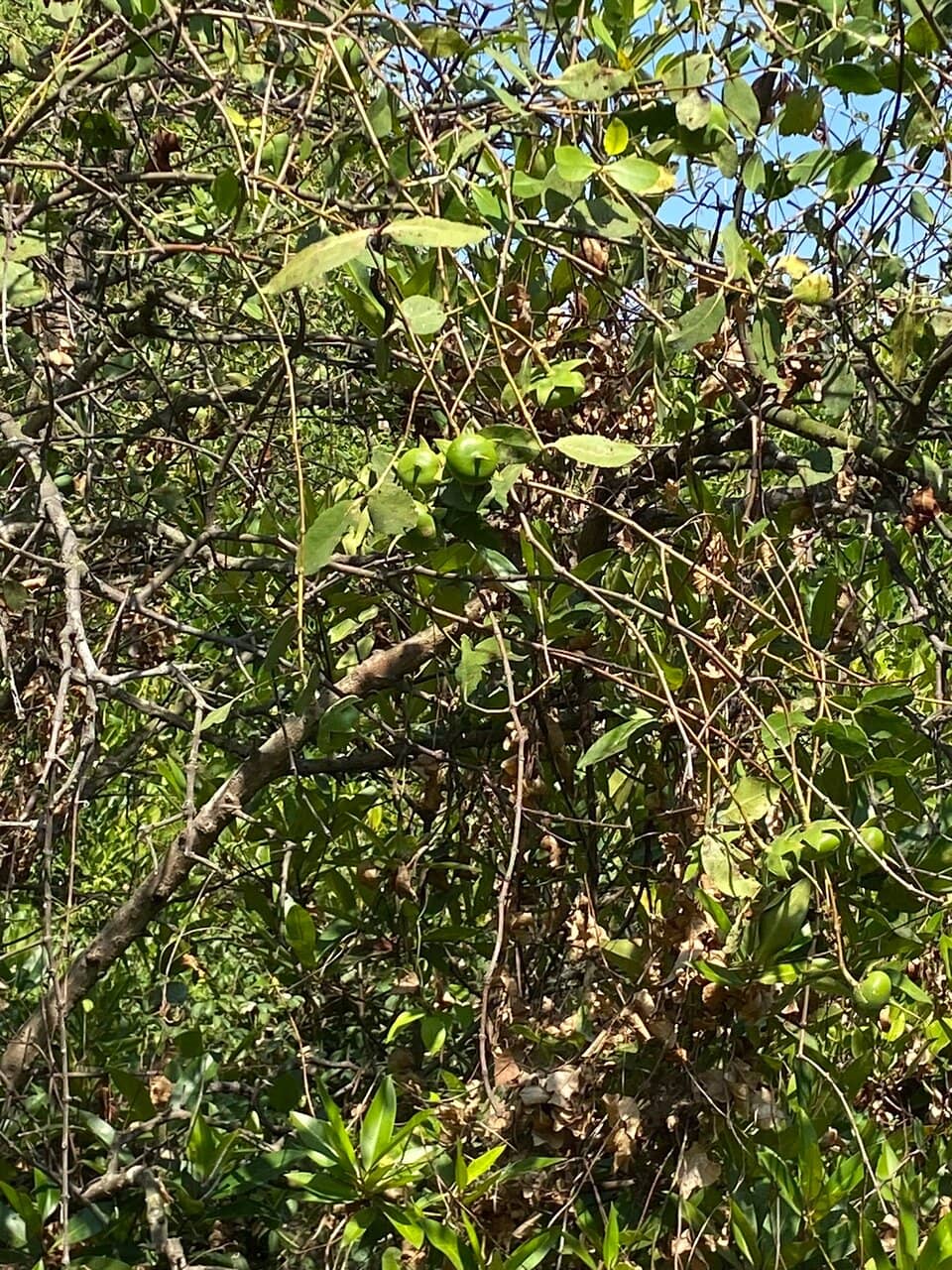 Wildlife Spotting