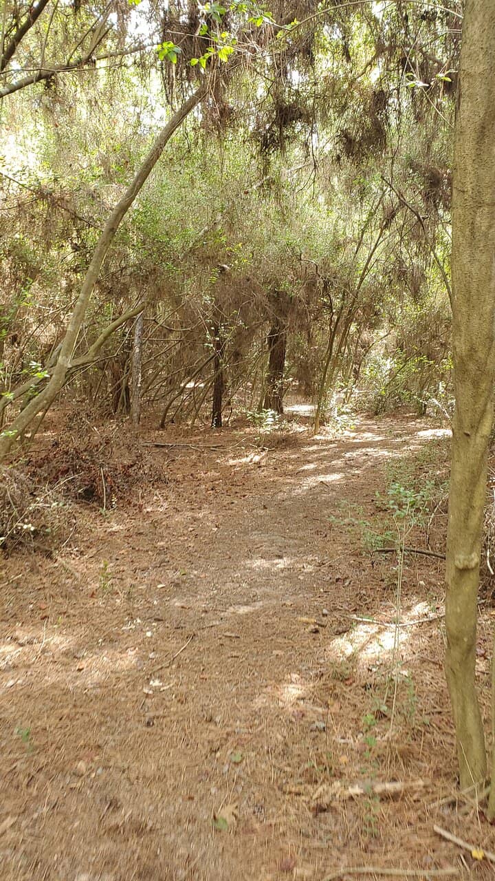 Wooded Hiking Trails