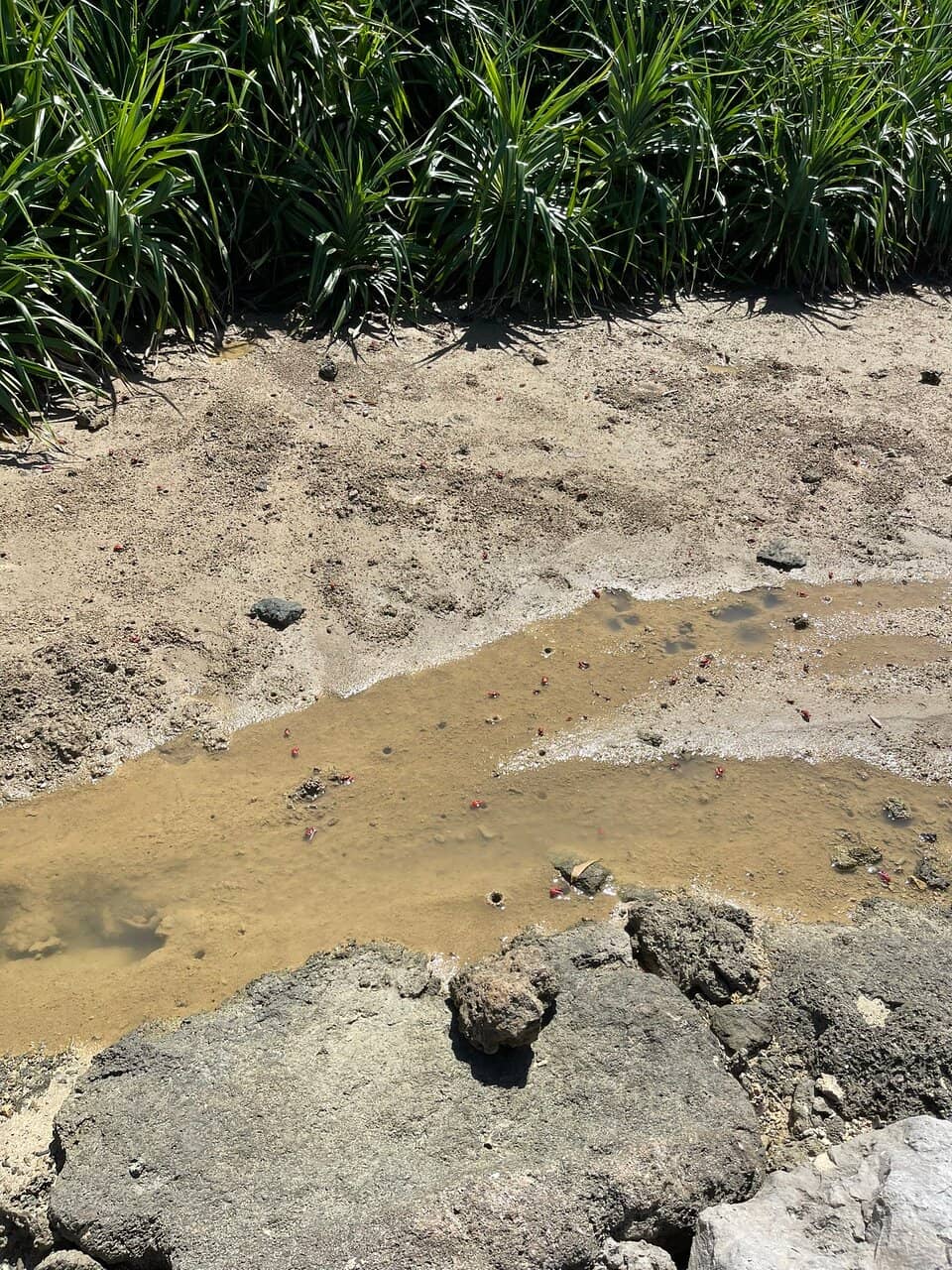 Snorkeling with Sea Turtles