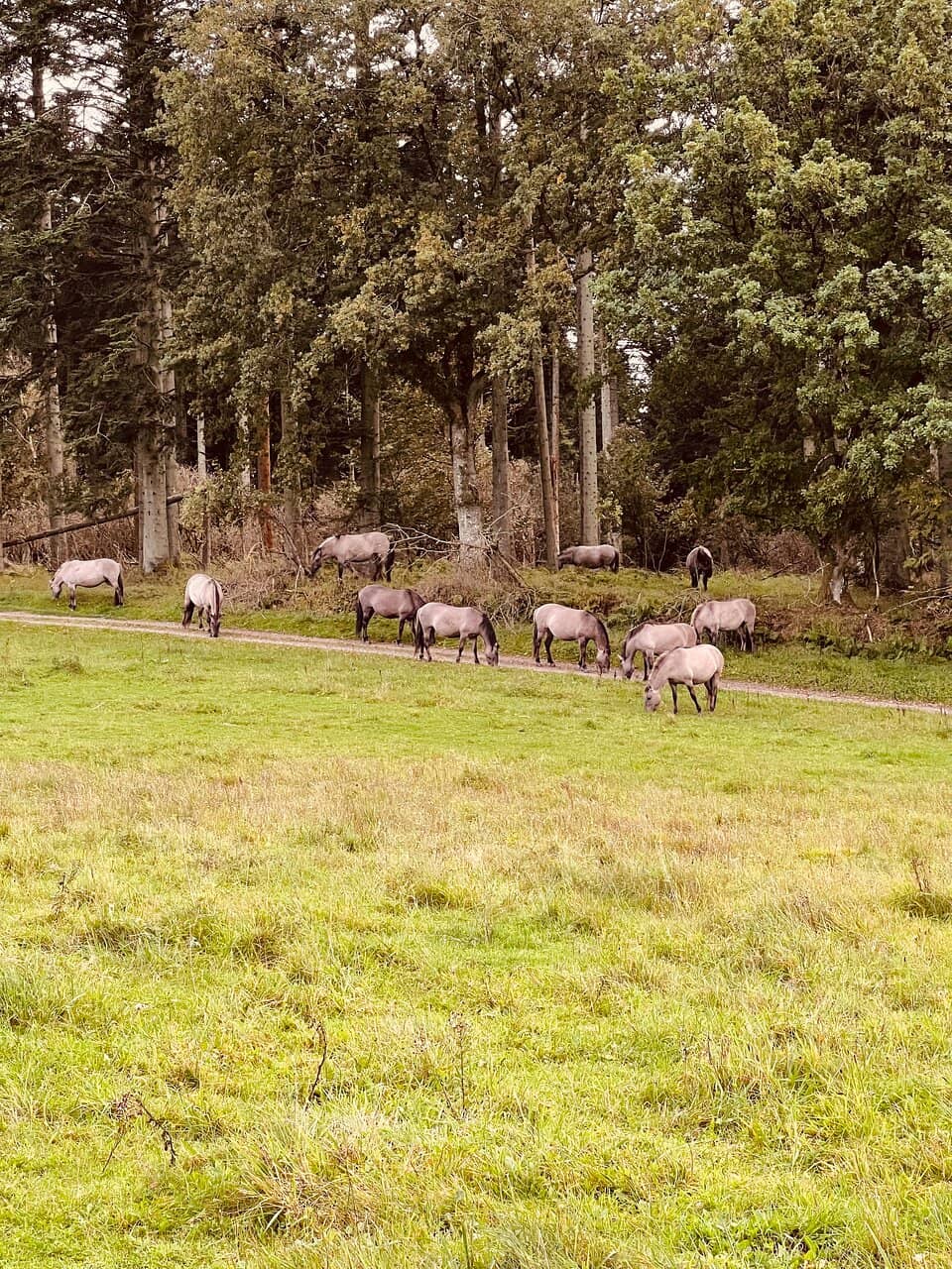 Heath and Forest Trails
