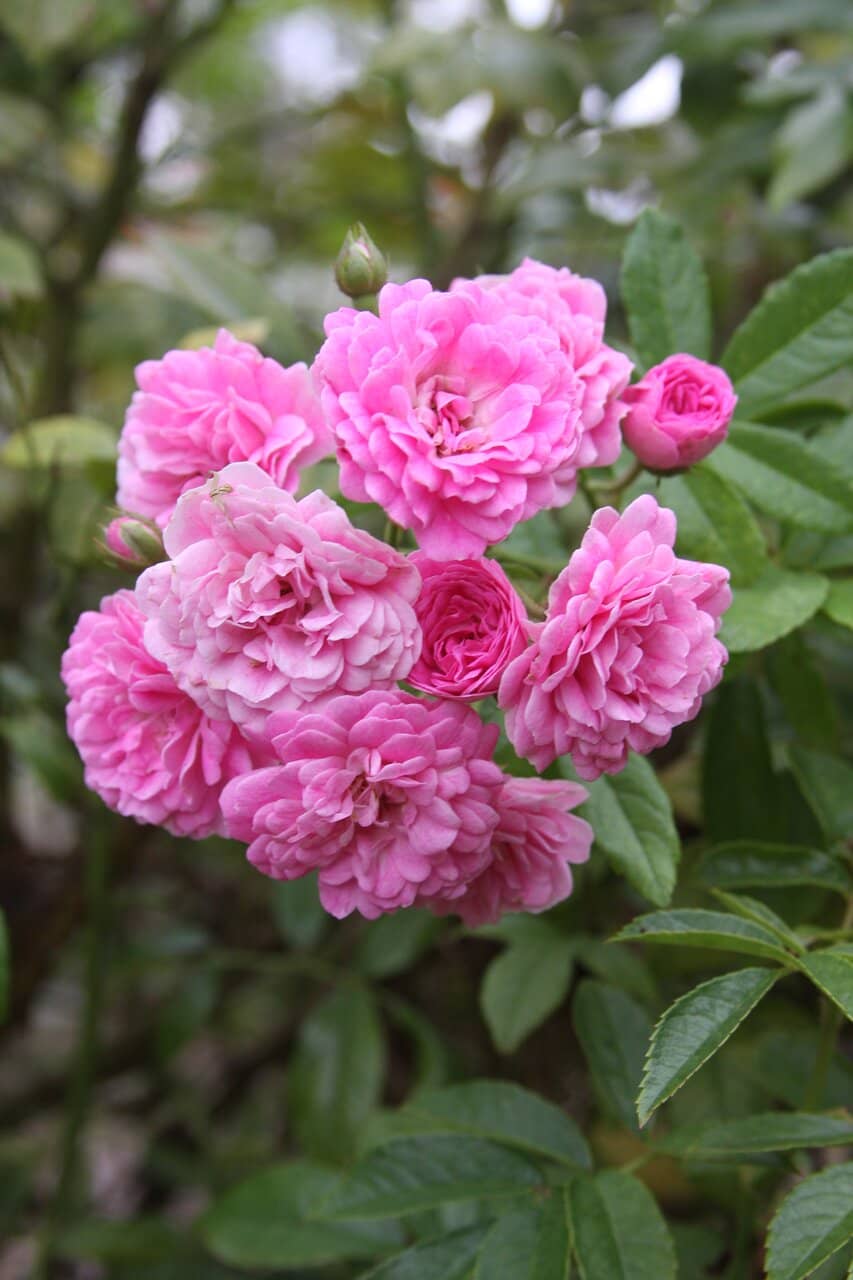 Nationally Acclaimed Playground