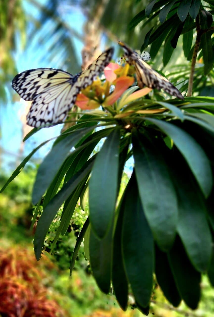 Butterfly Rainforest
