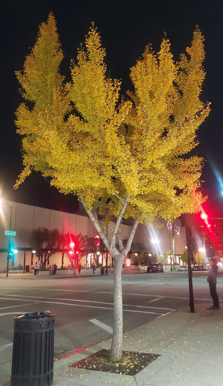 Gingko tree.