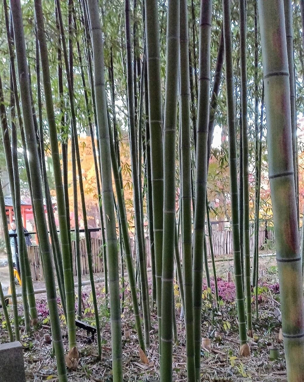 Affordable Street Food