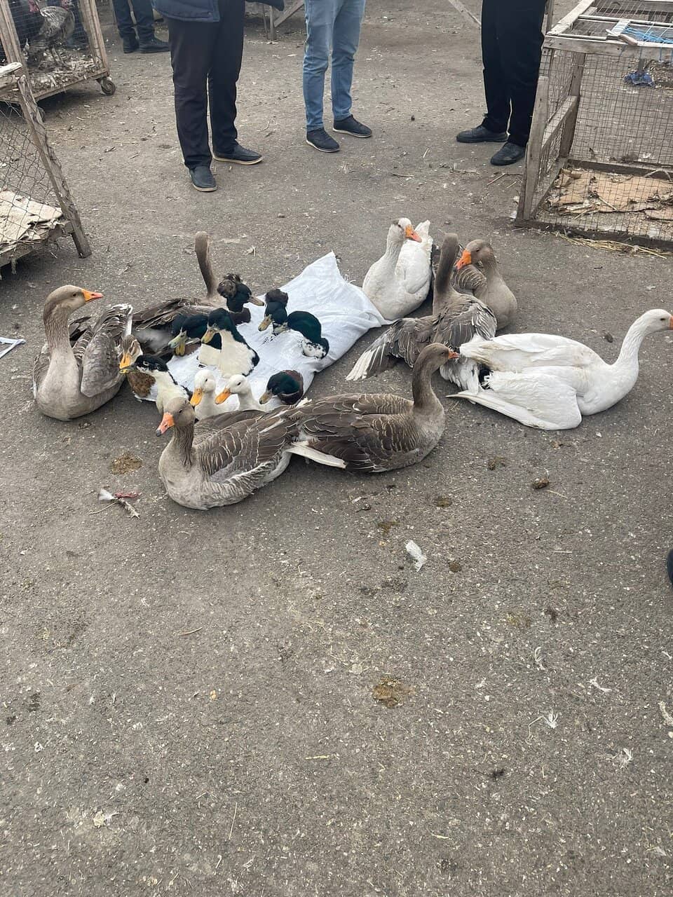 Local Flavors and Finds