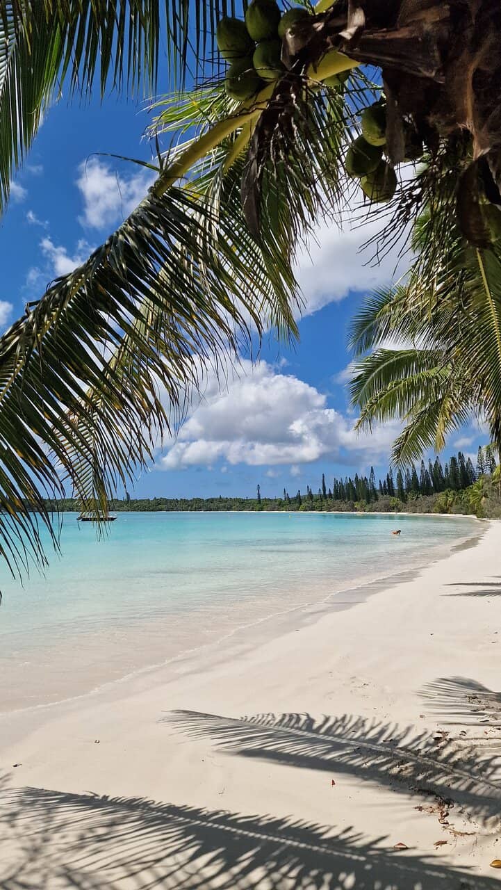 The Pines (Araucaria columnaris)