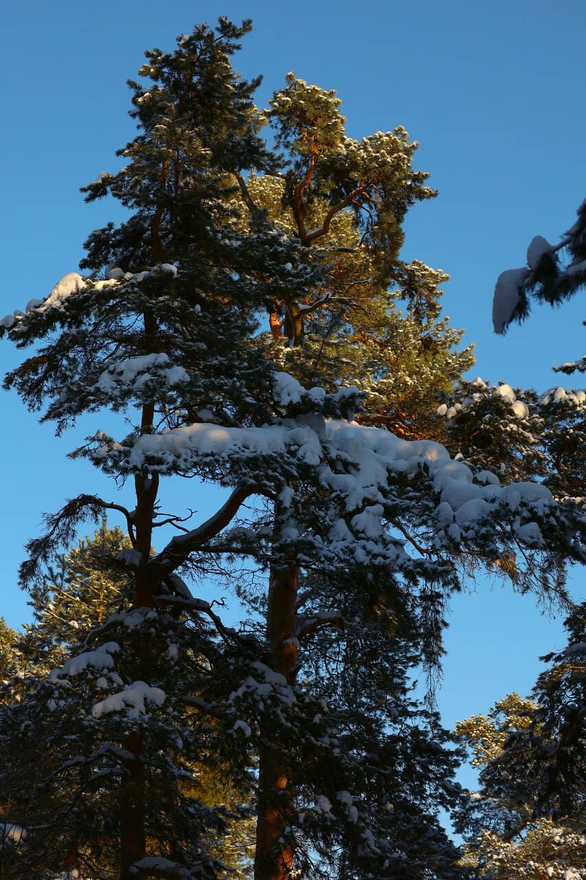 Pine Forest Trails