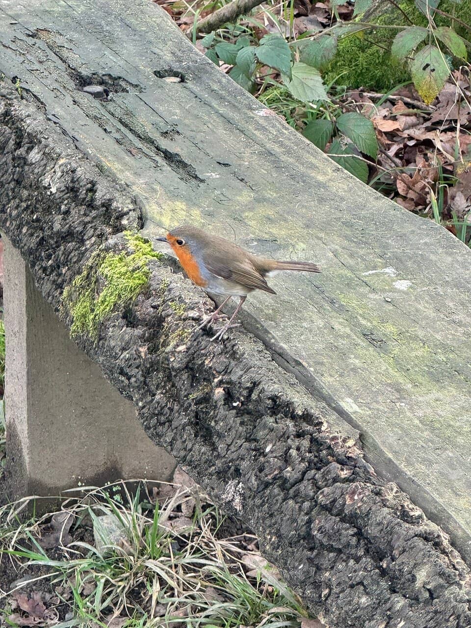 Ted Hughes Poetry Trail