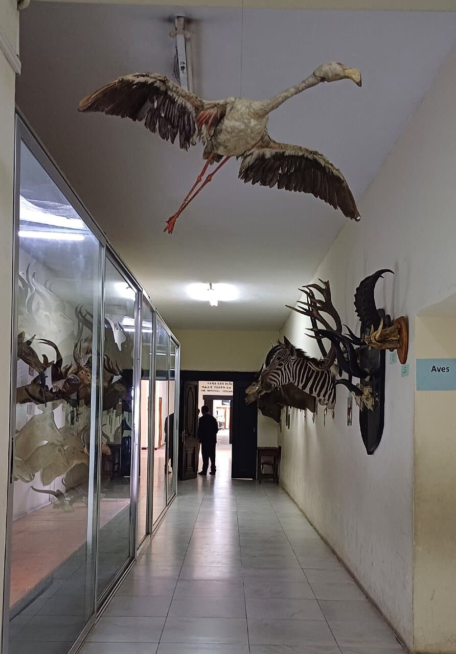 Natural History Museum AAU