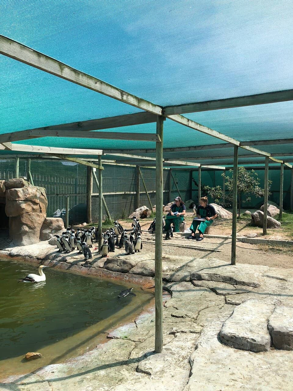 Seabird Rehabilitation