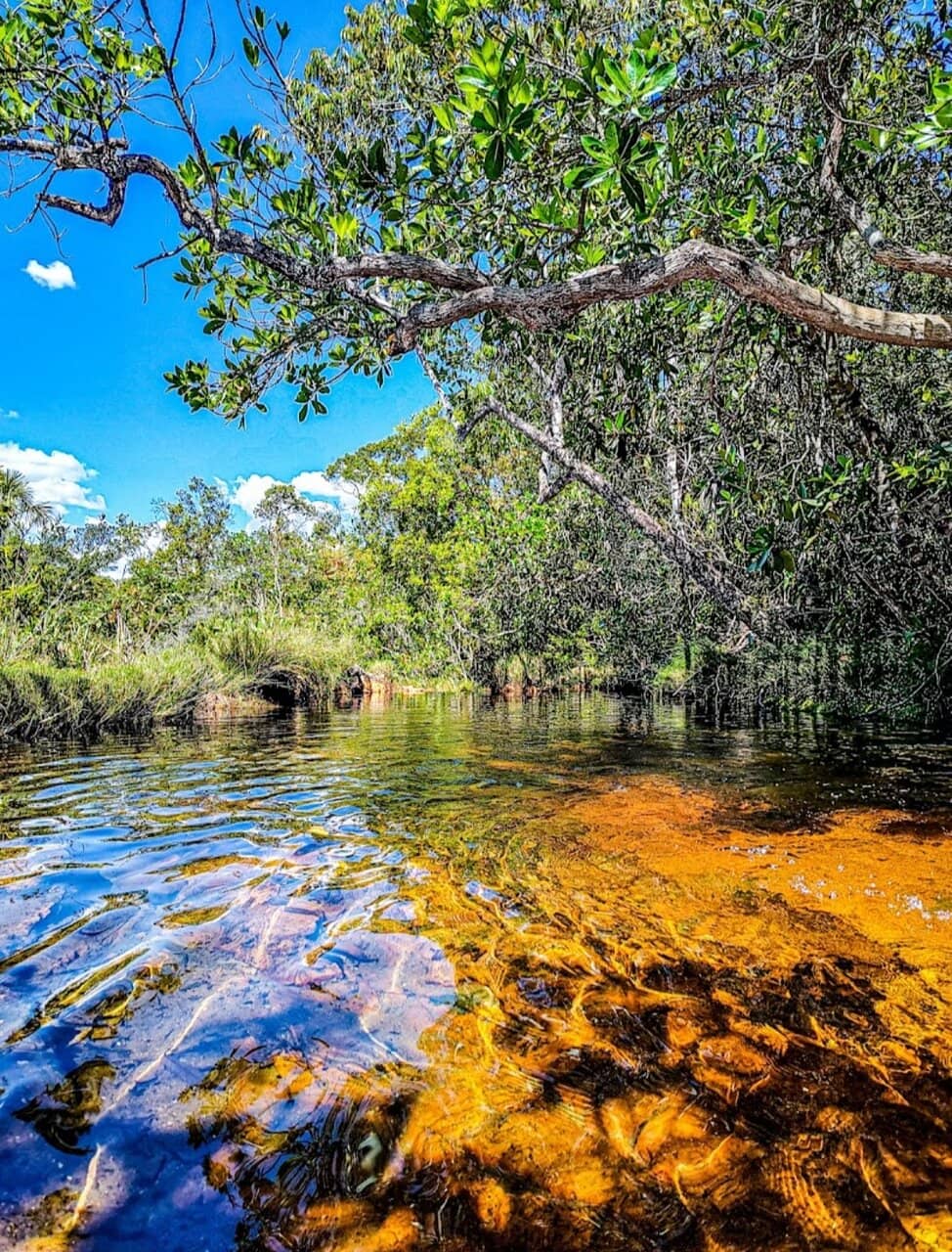 Abundant Bird & Plant Life