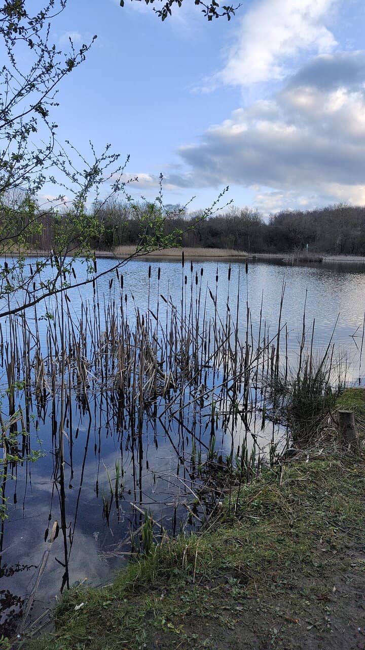 Joe's Pond