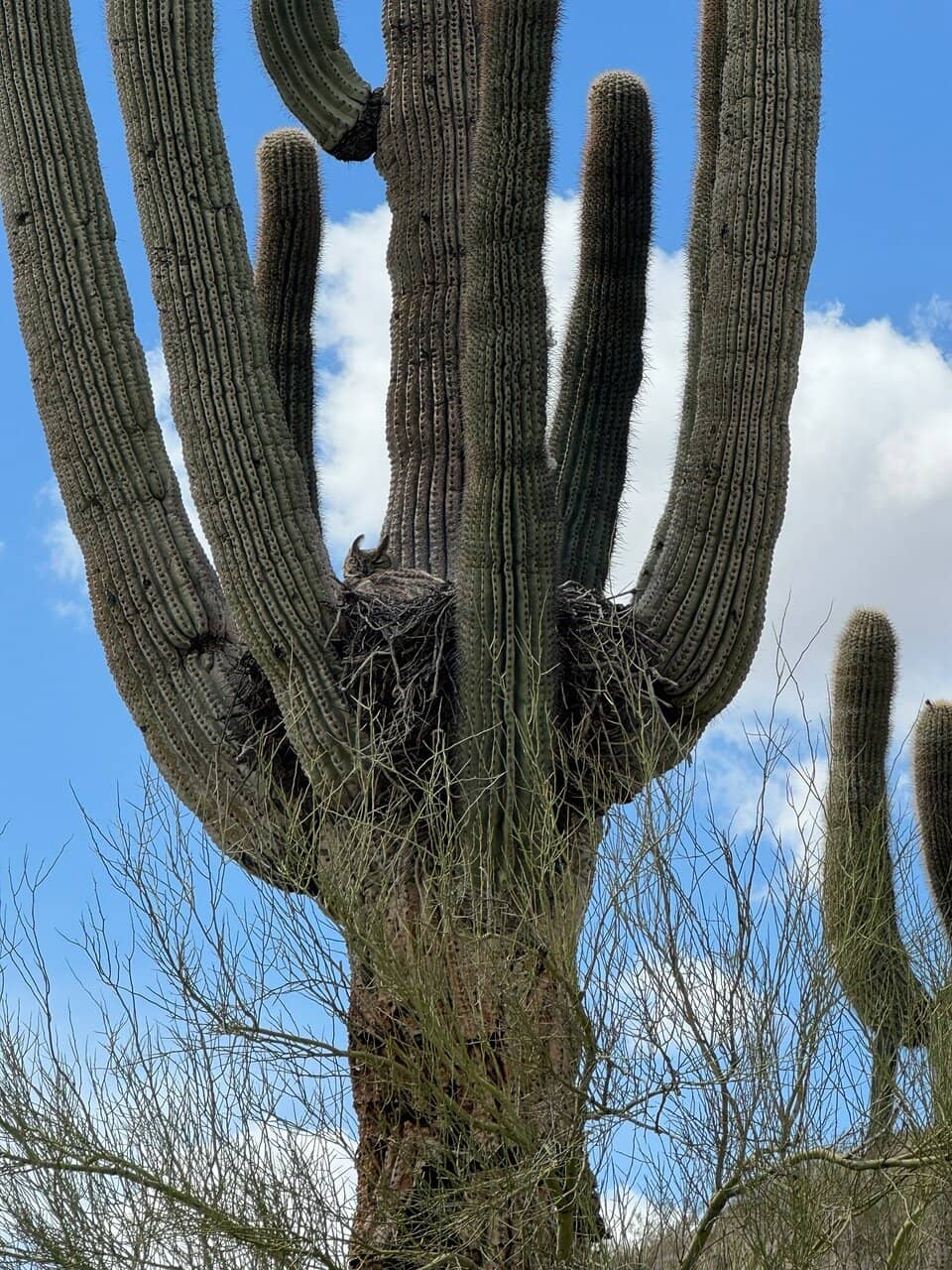 Sidewinder and Ocotillo Trails