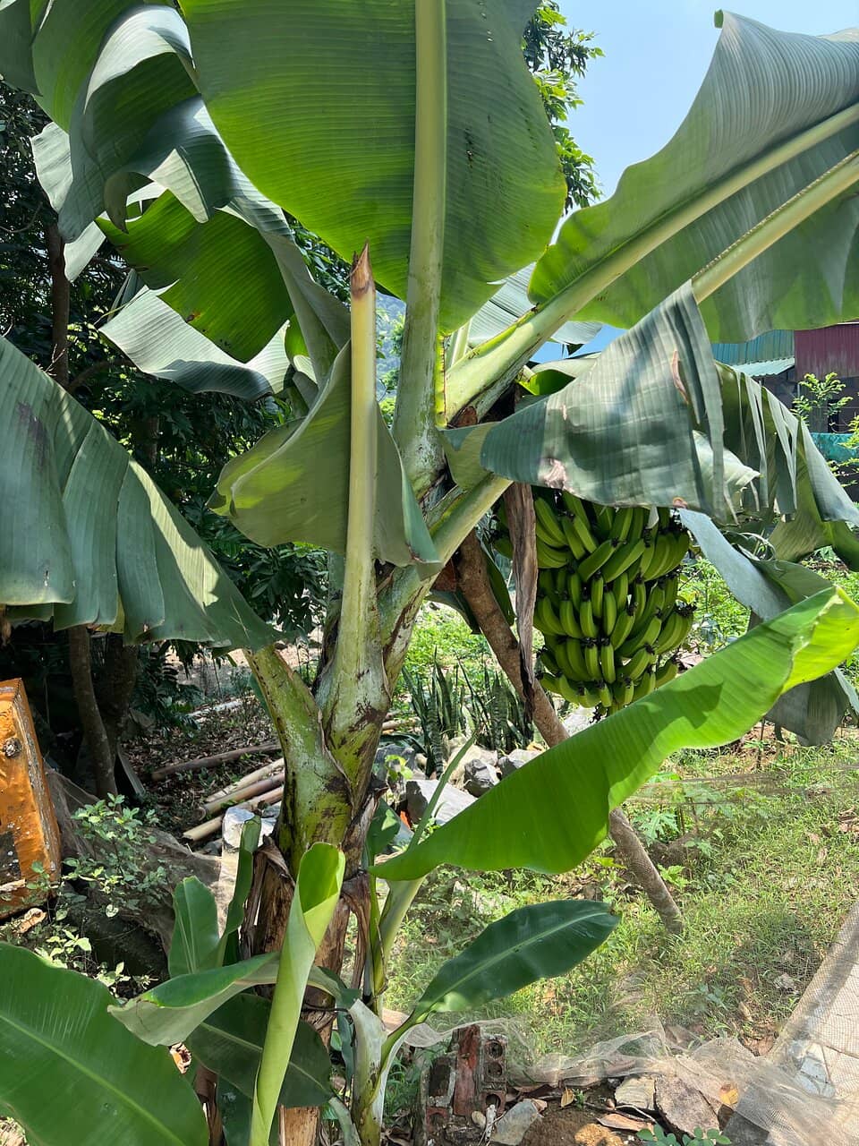 Cycling Through Lush Landscapes