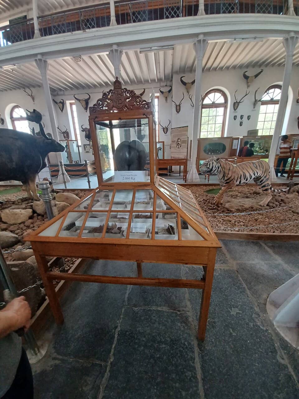 Skeletal Displays