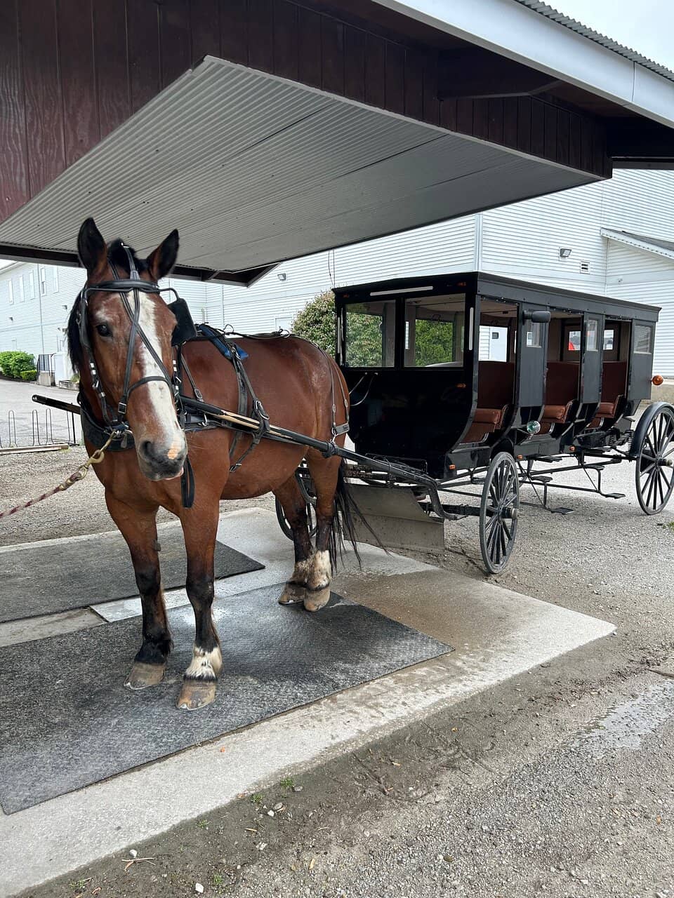 Authentic Amish In-Home Dinner