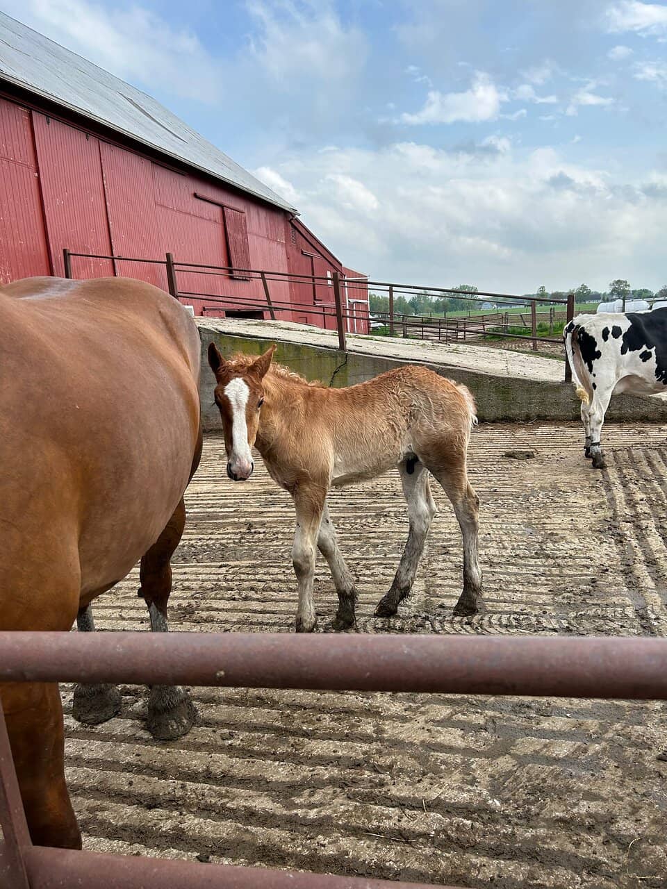 Working Dairy Farm Tour