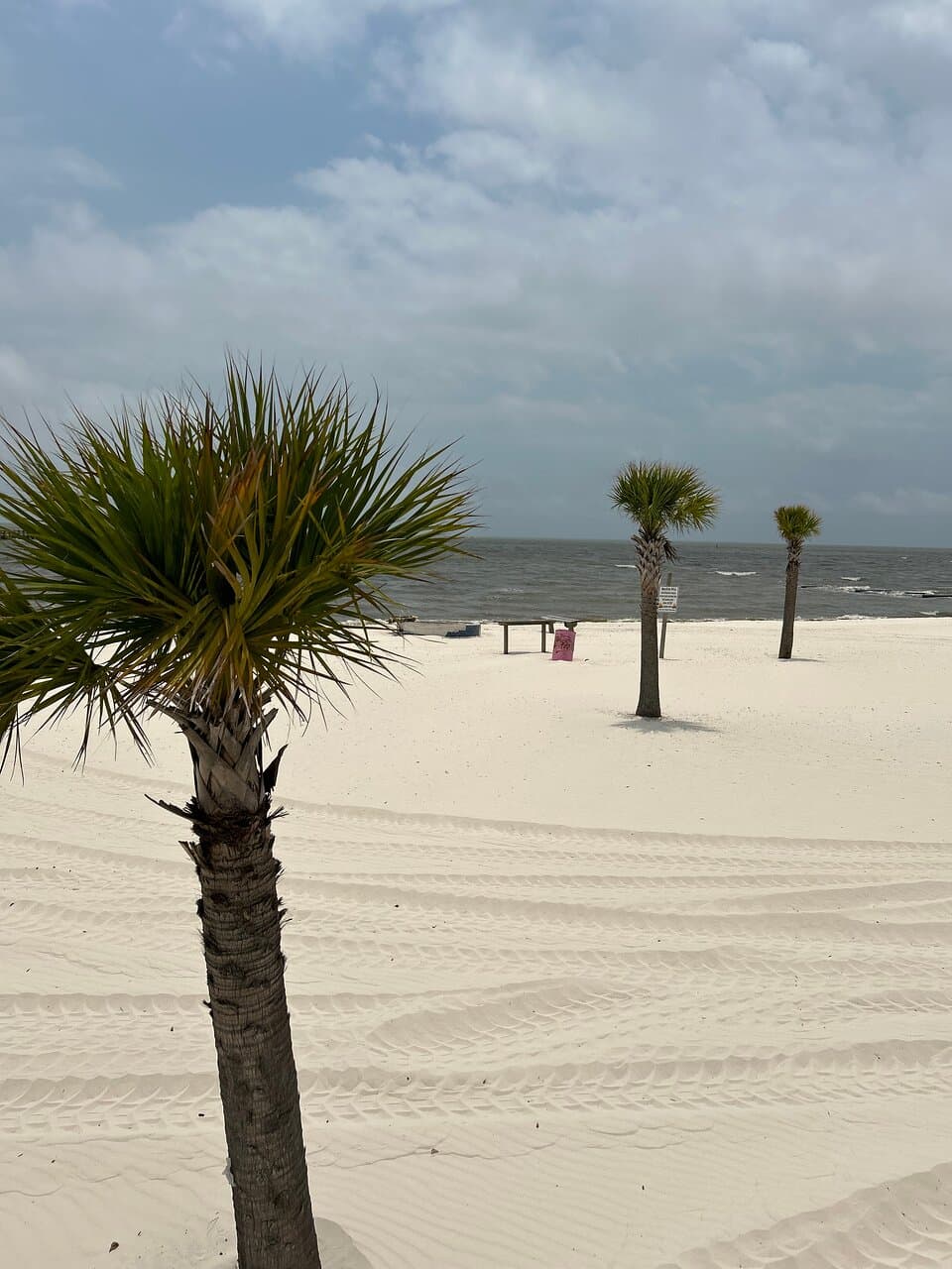 Palms sway in harmony, their fronds catching the Gulf breeze—a tropical symphony on Mississippi’s sandy shores