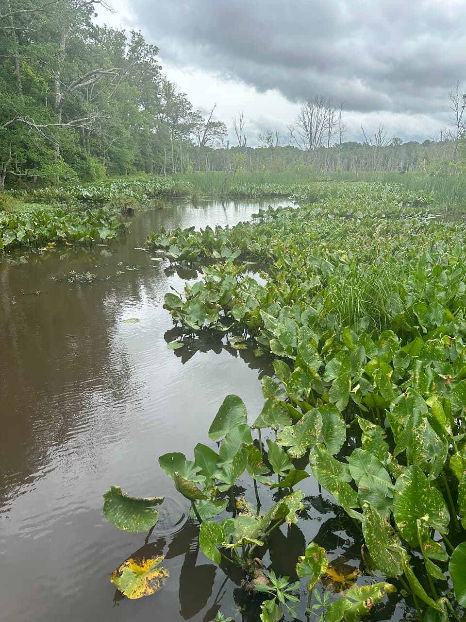 If you enjoy things like turtles, birds, ponds, flowers, dragonflies, snakes etc you should give this place a couple hours of your time! A hidden gem in our opinion!
