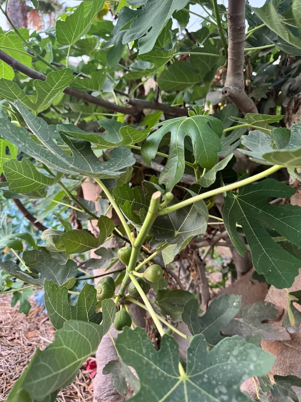 Flora's Field Kitchen