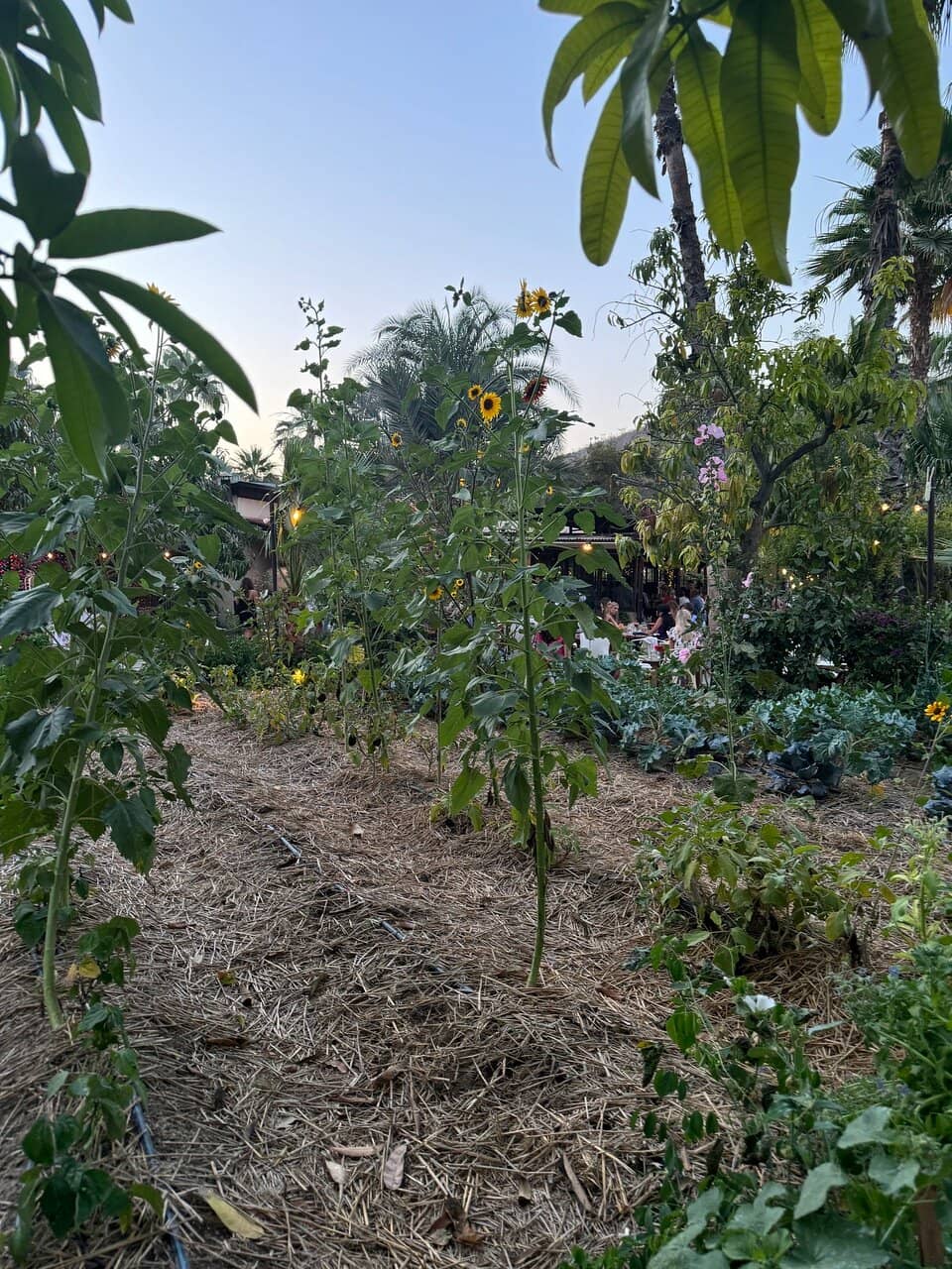 Wander the Organic Farm