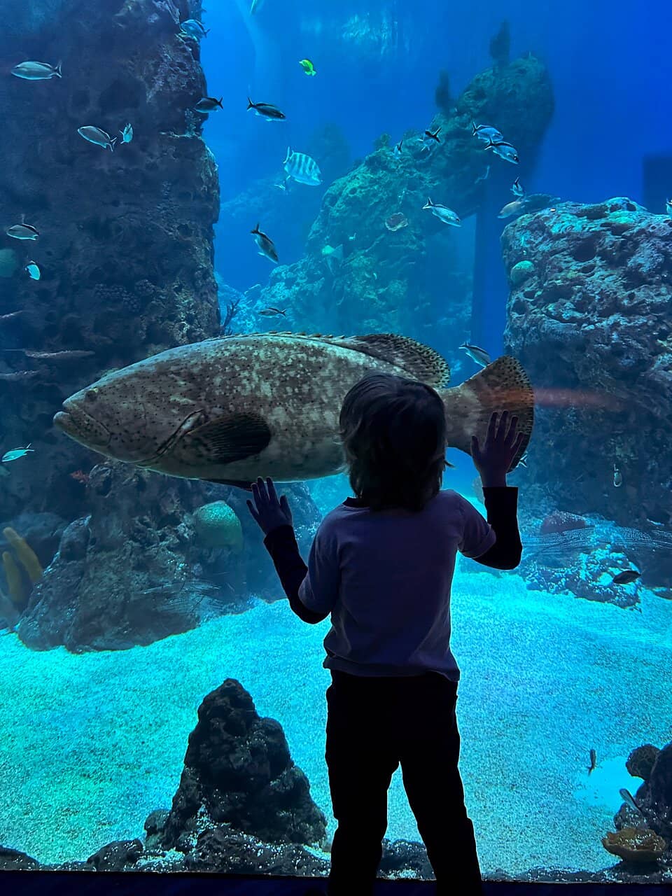 Zebra Shark Luna