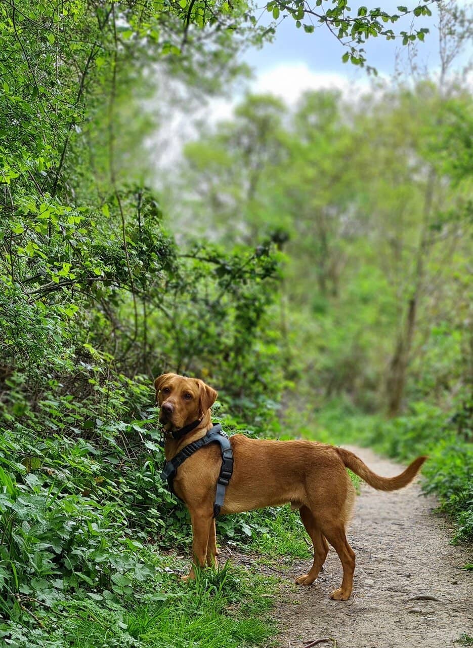Woodland Walks & Bluebells