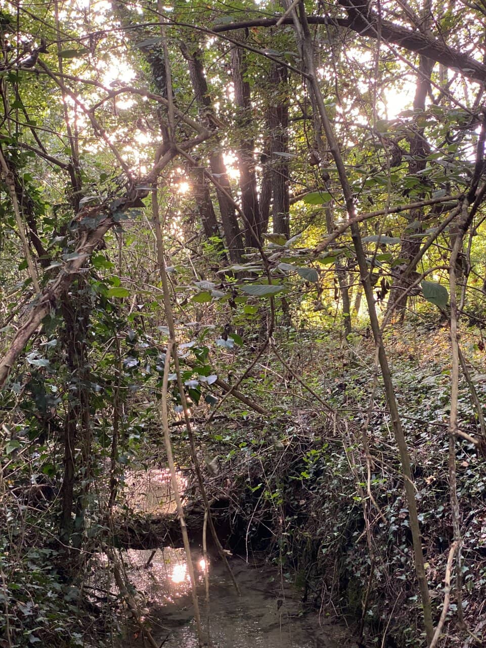 Sile River's Serene Banks