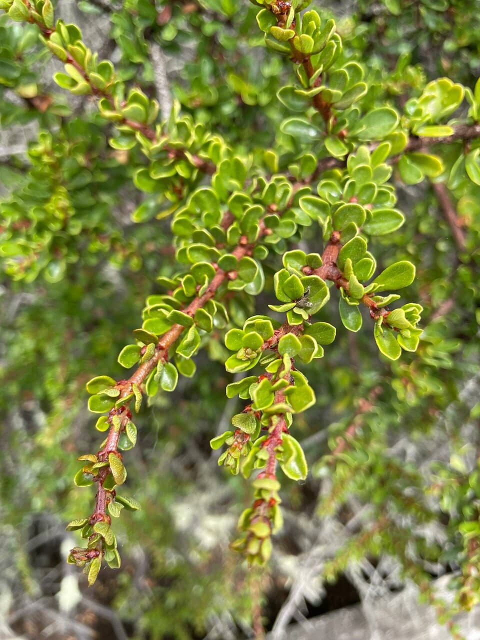 Pygmy Oak Trees