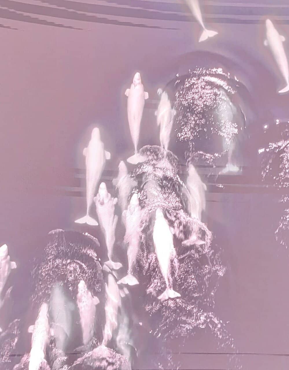 Interactive Presentations