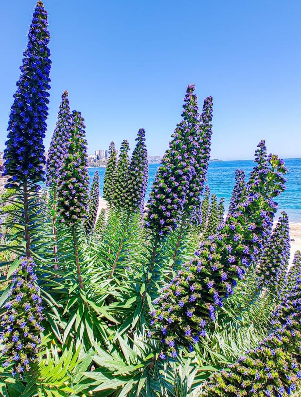 Vibrant Promenade Views
