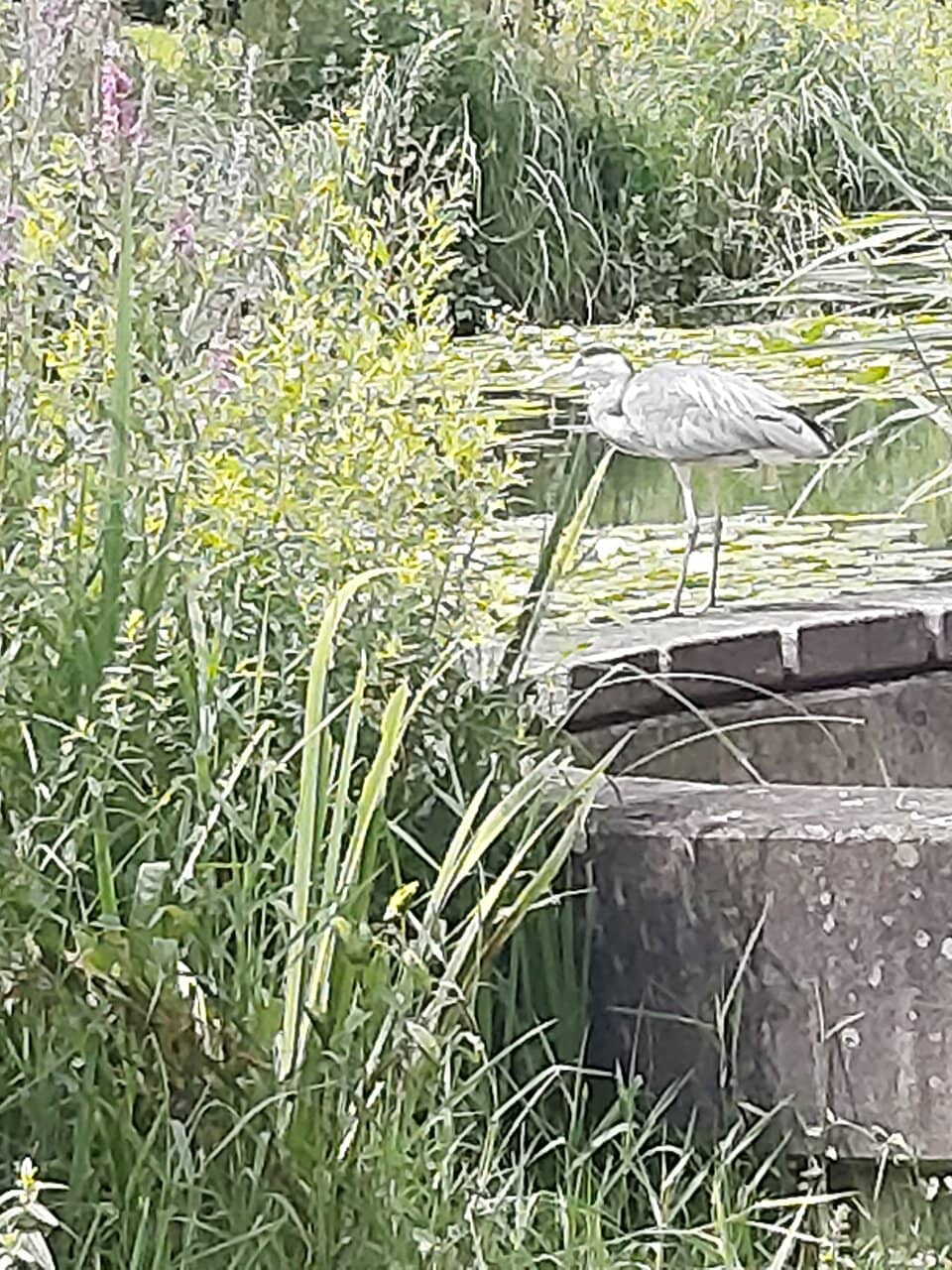 Expansive Green Spaces