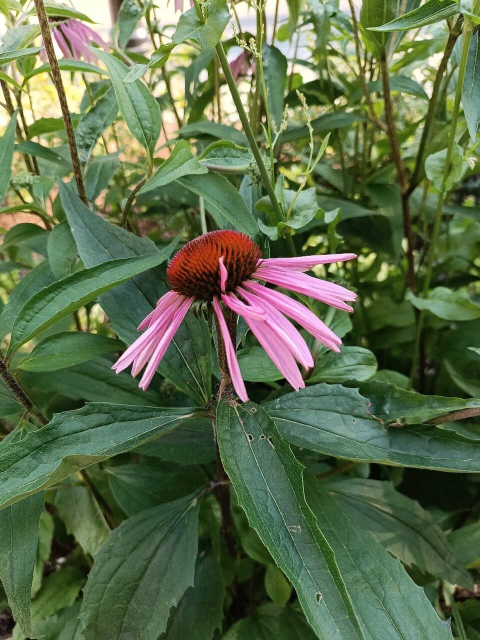 Scenic Walking Paths